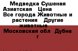 Медведка Сушеная Азиатская › Цена ­ 1 400 - Все города Животные и растения » Другие животные   . Московская обл.,Дубна г.